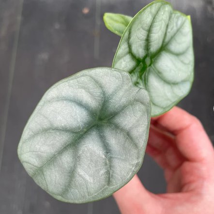 Starter Plant 4 Live Plant Alocasia Silver Dragon For Garden