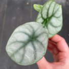 Starter Plant 4 Live Plant Alocasia Silver Dragon For Garden