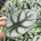 Starter Plant Alocasia Silver Dragon 8 Live Plant For Garden