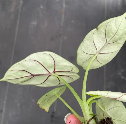 Starter Plant Alocasia Silver Dragon 8 Live Plant For Garden