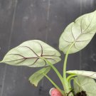 Starter Plant Alocasia Silver Dragon 8 Live Plant For Garden