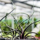 Alocasia Plumbae (Flying Squid) Starter Plant 1 Live Plant For Garden