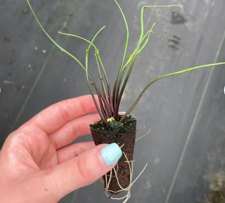 Starter Plant 2 Live Plant Alocasia Plumbae (Flying Squid) For Garden