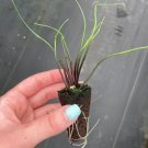 Starter Plant 2 Live Plant Alocasia Plumbae (Flying Squid) For Garden