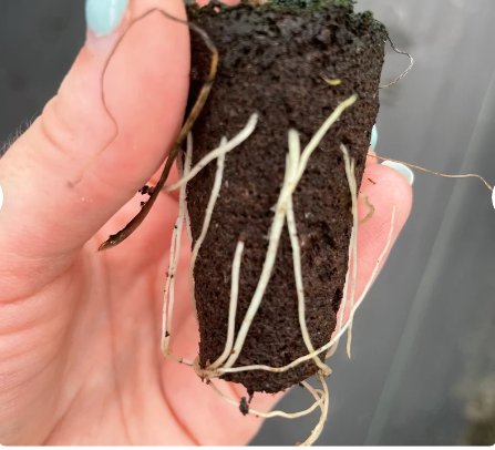 8 Live Plant (Flying Squid) Alocasia Plumbae Starter Plant For Garden