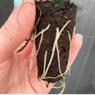 8 Live Plant (Flying Squid) Alocasia Plumbae Starter Plant For Garden