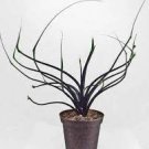 16 Alocasia Plumbae Starter Plant Live Plant (Flying Squid) For Garden
