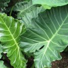 1 Alocasia Kuching Mask Starter Plant Rare Live Plant For Garden