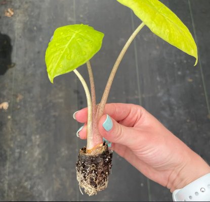 Starter Plant Rare Live Plant 2 Alocasia Kuching Mask For Garden