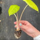 Starter Plant Rare Live Plant 2 Alocasia Kuching Mask For Garden