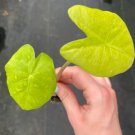 Live Plant 4 Starter Plant Rare Alocasia Kuching Mask For Garden