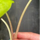 Starter Plant Rare Alocasia Live Plant 8 Kuching Mask For Garden