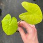 Starter Plant Rare Alocasia Live Plant 16 Kuching Mask For Garden