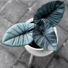 Live Plant 2 Alocasia Reginae Starter Plant For Garden