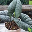 Live Plant 1 Alocasia Reginae Starter Plant For Garden