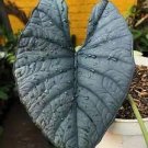 Reginae Starter Plant Live Plant 4 Alocasia For Garden