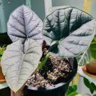 Starter Plant Reginae Live Plant 8 Alocasia For Garden