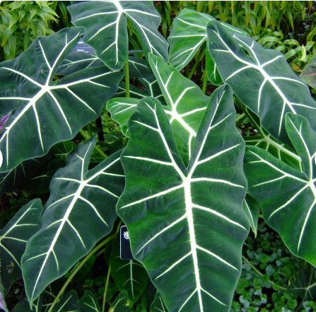 Live Plant 1 Alocasia Frydek Elephant Ear Starter Plant For Garden