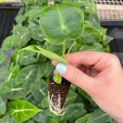 Live Plant 2 Alocasia Frydek Elephant Ear Starter Plant For Garden
