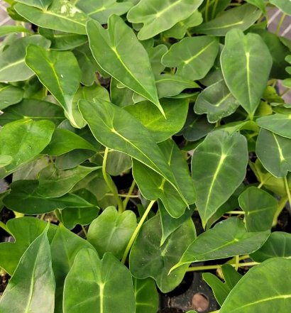 Frydek Elephant Ear Starter Live Plant 4 Alocasia Plant For Garden