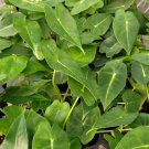 Frydek Elephant Ear Starter Live Plant 4 Alocasia Plant For Garden