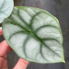 1 Alocasia Silver Dragon Starter Plant Live Plant For Garden