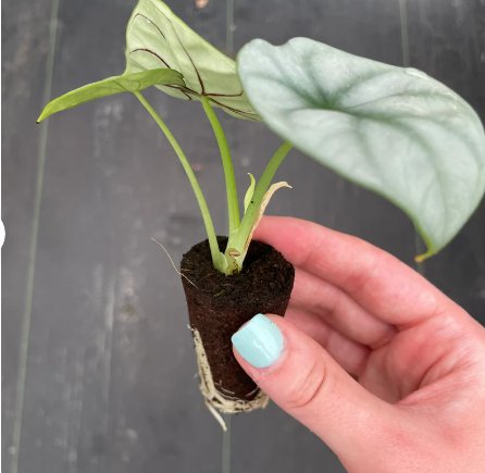 Dragon Starter Plant Live Plant 2 Alocasia Silver For Garden