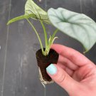 Dragon Starter Plant Live Plant 2 Alocasia Silver For Garden
