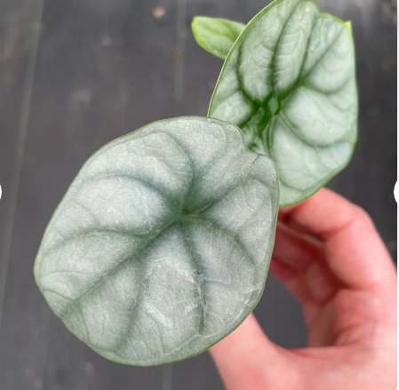 Live Plant 4 Alocasia Silver Dragon Starter Plant For Garden