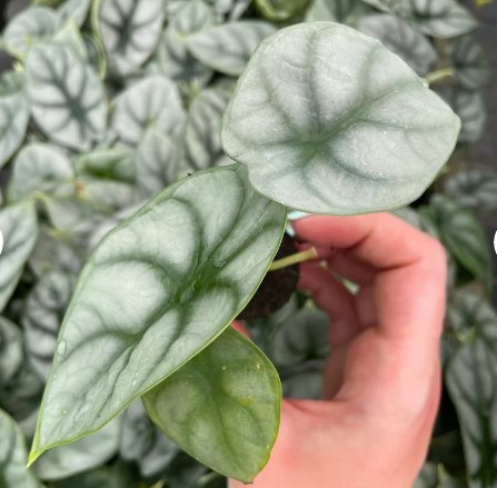 Alocasia Silver Dragon Starter Plant Live Plant 8 For Garden