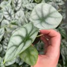 Alocasia Silver Dragon Starter Plant Live Plant 8 For Garden