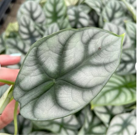 Starter Plant Live Plant 16 Alocasia Silver Dragon For Garden