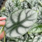 Starter Plant Live Plant 16 Alocasia Silver Dragon For Garden