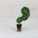 2 Black Velvet Elephant Ear Alocasia Reginula Live Plant For Garden
