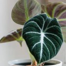 4 Black Velvet Elephant Ear Alocasia Reginula Live Plant For Garden