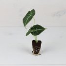 Elephant Ear Alocasia Reginula 8 Black Velvet Live Plant For Garden