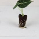 Reginula 16 Black Velvet Elephant Ear Alocasia Live Plant For Garden