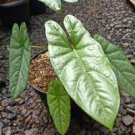 2 Alocasia Corazon Starter Plant Live Plant For Garden