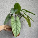 Starter Plant Live Plant 4 Alocasia Corazon For Garden