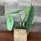 Live Plant 8 Alocasia Corazon Starter Plant For Garden