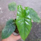 Live Plant 16 Alocasia Corazon Starter Plant For Garden