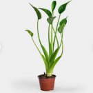 Live Plant 1 Alocasia Tiny Dancers Starter Plant For Garden