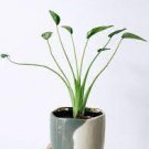 Live Plant Alocasia Tiny Dancers 4 Starter Plant For Garden