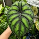 Dragon Scale Baginda Starter Plant 2 Live Plant Alocasia For Garden
