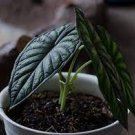 Starter Plant 4 Live Plant Dragon Scale Baginda Alocasia For Garden