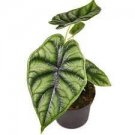 Baginda Alocasia Starter Plant 8 Live Plant Dragon Scale For Garden