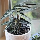 1 Live Plant Alocasia Bambino Starter Plant For Garden