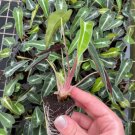 Alocasia Bambino Starter Plant 2 Live Plant For Garden