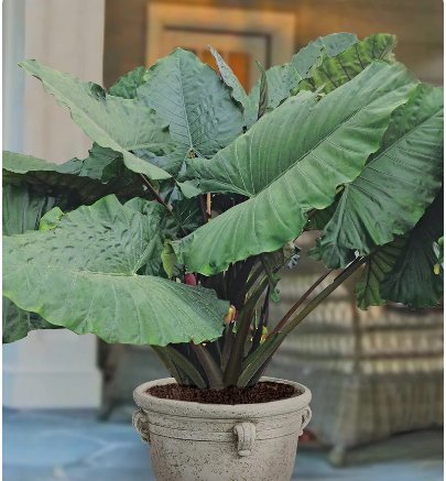 1 Live Plant Alocasia 'Sumo' Elephant Ear Starter Plant For Garden