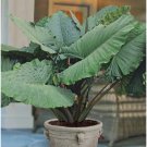 1 Live Plant Alocasia 'Sumo' Elephant Ear Starter Plant For Garden